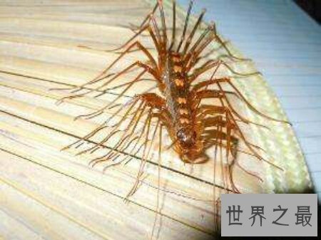 【图】顺便像一个鞋子的名字的一种昆虫草鞋底子