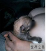 【图】挤奶图片不雅照曝光 19岁少女挤奶视频走红网络