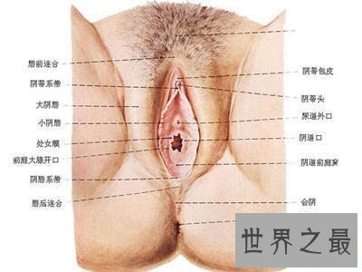 【图】女性生殖器官真的太难看了