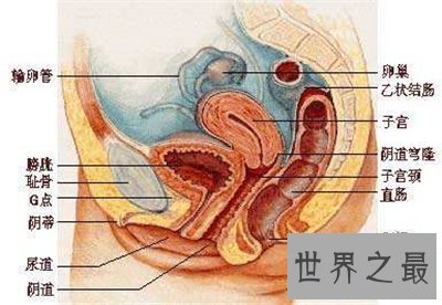 【图】女性生殖器官真的太难看了