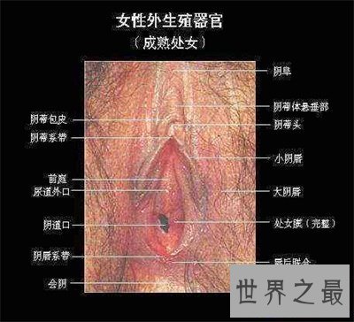 【图】女性生殖器官真的太难看了
