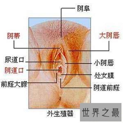 【图】女性生殖器官真的太难看了