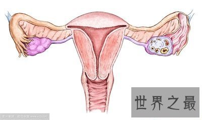 【图】女性生殖器官真的太难看了