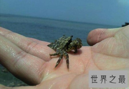 【图】宝宝出生时为螃蟹手怎样去治疗 可能治疗好吗