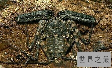 【图】鞭蛛是一种什么样的动物 你了解这种动物吗