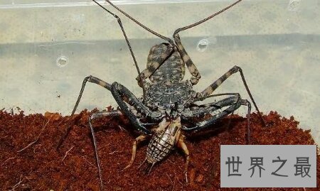 【图】鞭蛛是一种什么样的动物 你了解这种动物吗