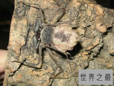 【图】鞭蛛是一种什么样的动物 你了解这种动物吗