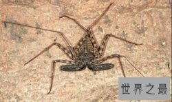 【图】鞭蛛是一种什么样的动物 你了解这种动物吗