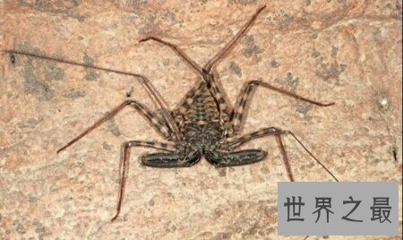 【图】鞭蛛是一种什么样的动物 你了解这种动物吗