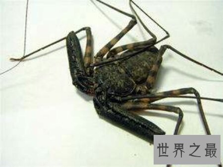 【图】鞭蛛是一种什么样的动物 你了解这种动物吗