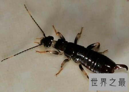 【图】蠼螋怎样读 它是一种什么样的动物 有毒吗