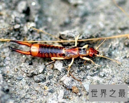 【图】蠼螋怎样读 它是一种什么样的动物 有毒吗