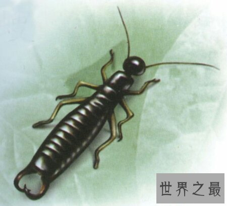 【图】蠼螋怎样读 它是一种什么样的动物 有毒吗