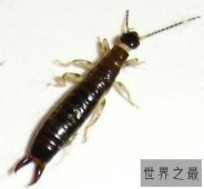 【图】蠼螋怎么读 它是一种什么样的动物 有毒吗