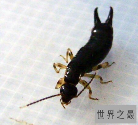 【图】蠼螋怎样读 它是一种什么样的动物 有毒吗