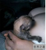 【图】挤奶门事件详细经过 与性有关的门事件盘点