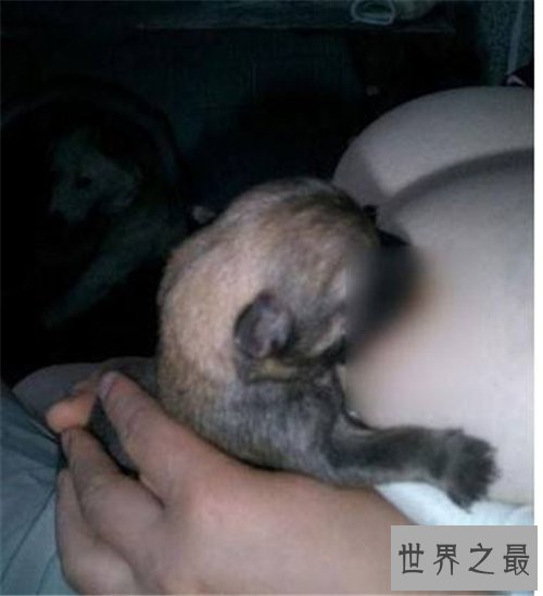 【图】挤奶门事情具体通过 与性无关的门事情清点