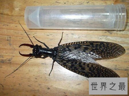 【图】可能检测咱们的水能否合格的昆虫巨齿蛉