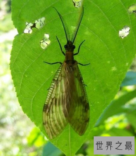 【图】可能检测咱们的水能否合格的昆虫巨齿蛉