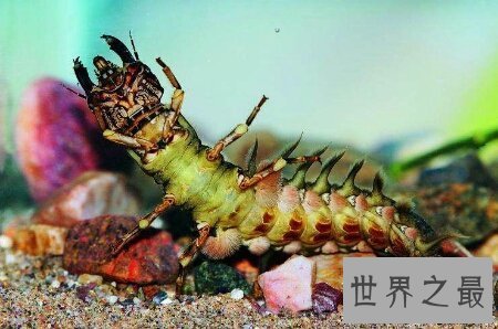 【图】可能检测咱们的水能否合格的昆虫巨齿蛉
