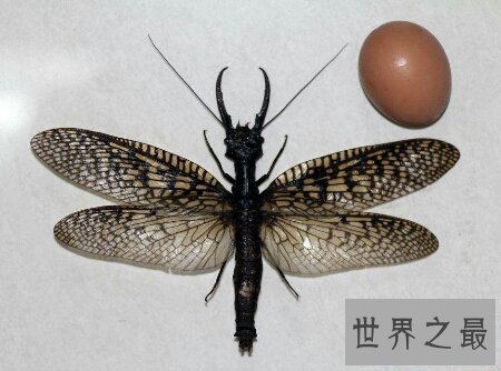 【图】可能检测咱们的水能否合格的昆虫巨齿蛉