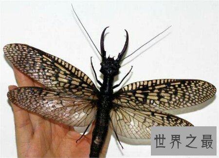 【图】可能检测咱们的水能否合格的昆虫巨齿蛉
