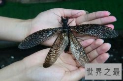 【图】可以检测我们的水是否合格的昆虫巨齿蛉