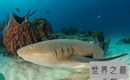 【图】世界上最美丽的最温顺的一种鲨鱼护士鲨