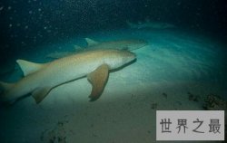 【图】世界上最漂亮的最温顺的一种鲨鱼护士鲨
