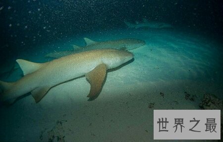 【图】世界上最美丽的最温顺的一种鲨鱼护士鲨