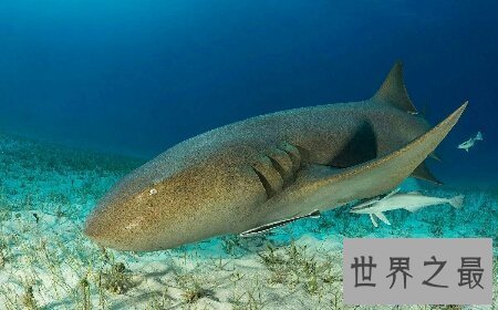 【图】世界上最美丽的最温顺的一种鲨鱼护士鲨