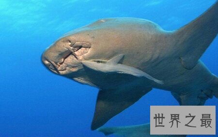 【图】世界上最美丽的最温顺的一种鲨鱼护士鲨