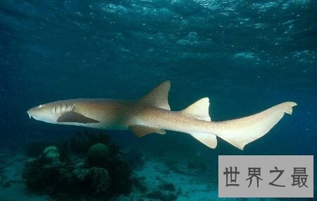 【图】世界上最美丽的最温顺的一种鲨鱼护士鲨