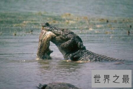 【图】数一数那些可怕的鳄鱼吃人的事情 你知道哪些