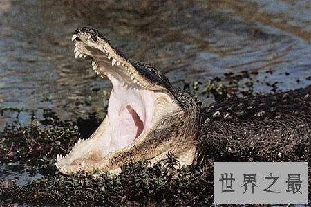 【图】数一数那些可怕的鳄鱼吃人的事情 你知道哪些
