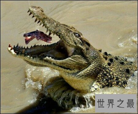 【图】数一数那些可怕的鳄鱼吃人的事情 你知道哪些