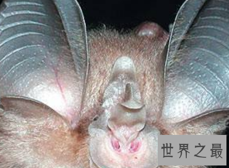 【图】中华菊花蝠诡异的始作俑者令人难以置信