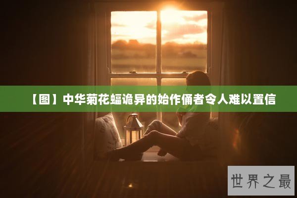【图】中华菊花蝠诡异的始作俑者令人难以置信