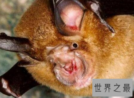 【图】中华菊花蝠诡异的始作俑者令人难以置信