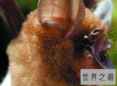 【图】中华菊花蝠诡异的始作俑者令人难以置信
