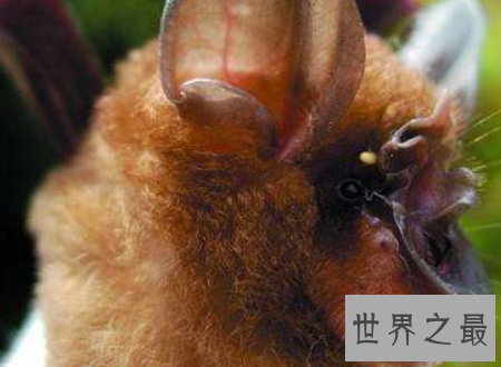 【图】中华菊花蝠诡异的始作俑者令人难以置信
