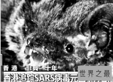 【图】中华菊花蝠诡异的始作俑者令人难以置信