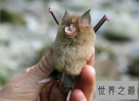 【图】中华菊花蝠诡异的始作俑者令人难以置信