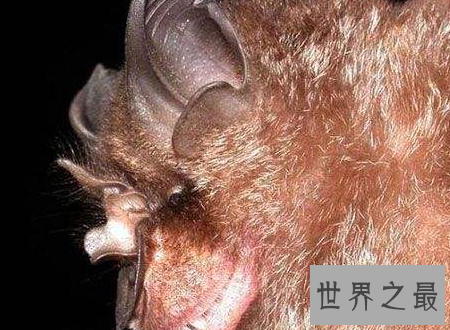 【图】中华菊花蝠诡异的始作俑者令人难以置信