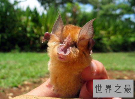 【图】中华菊花蝠诡异的始作俑者令人难以置信