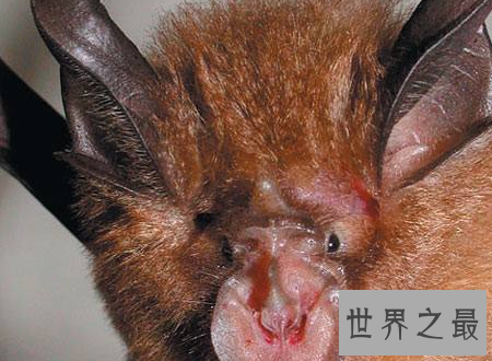 【图】中华菊花蝠诡异的始作俑者令人难以置信