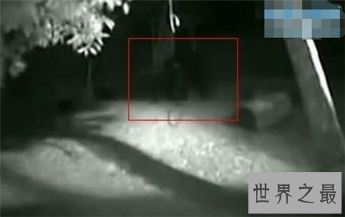 【图】布雷路怪兽的目击事件介绍 曾有两次被录像拍到