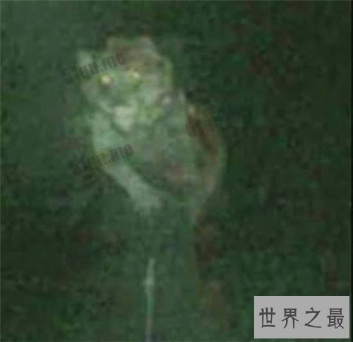 【图】布雷路怪兽的目击事件介绍 曾有两次被录像拍到