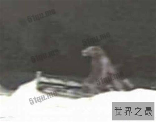 【图】布雷路怪兽的目击事件介绍 曾有两次被录像拍到