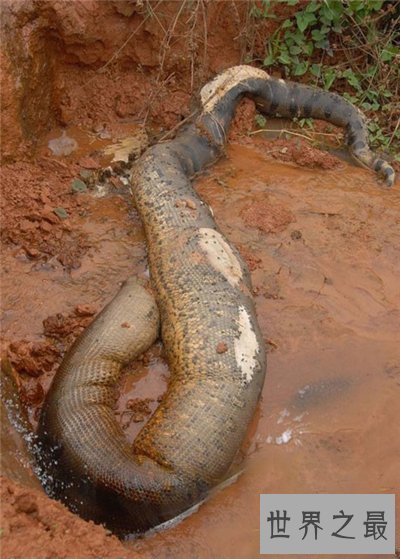 【图】桂平挖蛇事情回忆 4米长白蛇被雷劈死